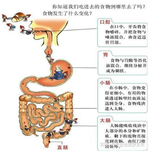 详细阅读:提升食物消化吸收效率:开启健康生活之门的钥匙 提升食物消化吸收效率:开启健康生活之门的钥匙