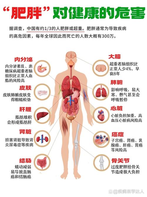 探秘肥胖：成因、危害与科学应对策略