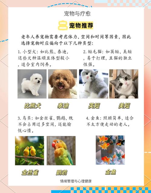 宠物饲养：生活中的温暖陪伴与无尽乐趣
