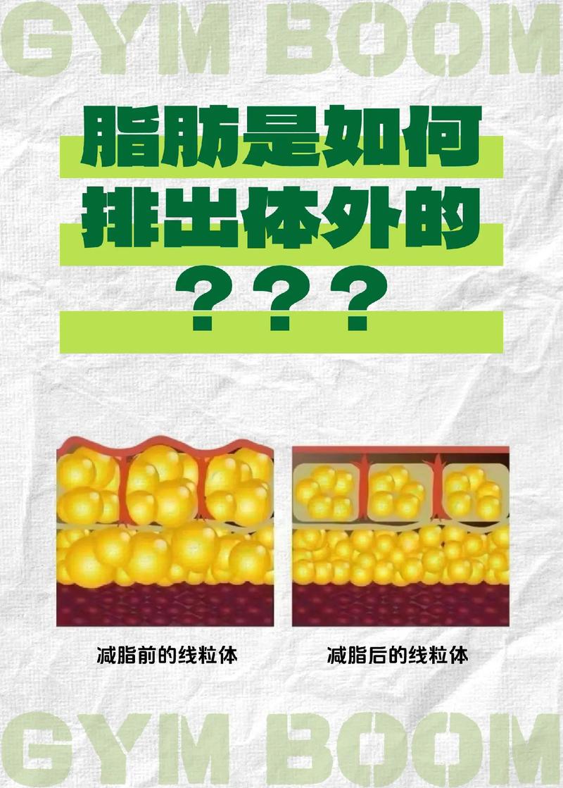 脂肪：生命能量的储存与代谢奥秘