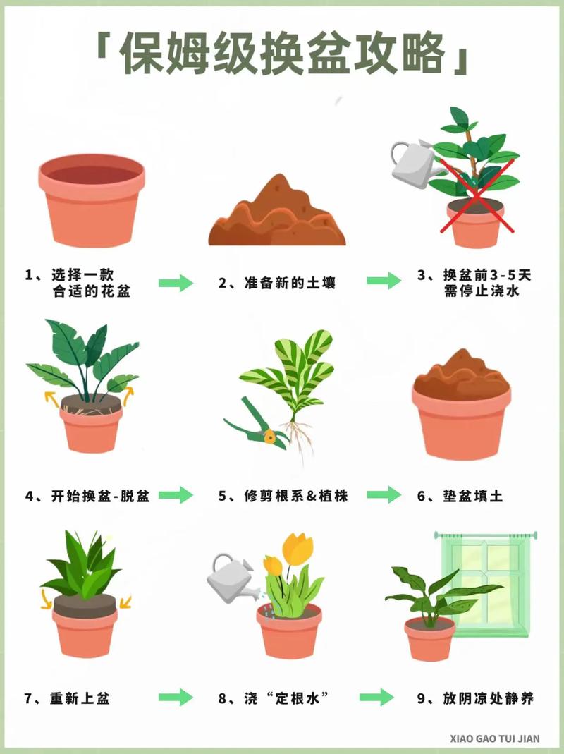花卉种植成活的关键要点与技巧