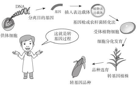 转基因技术：现代生物技术的飞跃