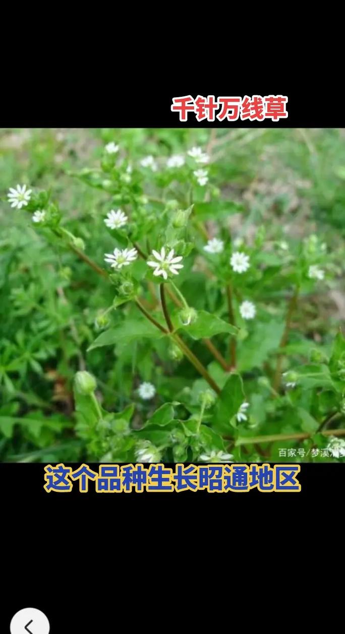 草药：大自然的馈赠与神奇宝藏