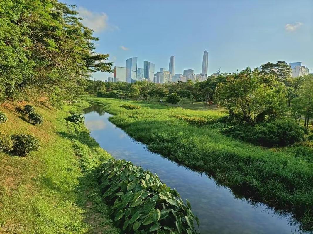 深圳中心公园：城市绿洲与自然共生的典范