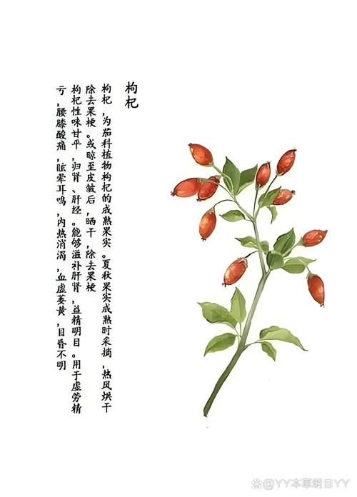 探秘枸杞末：古老滋补品的现代魅力