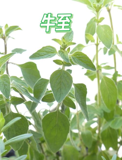 探秘牛至末：传统草药的现代魅力与应用