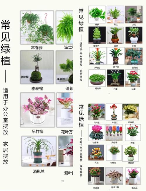 绿植养护全攻略：让家中绿意盎然，生机长存