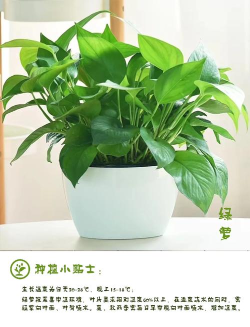 绿萝养护：让绿色精灵点亮生活