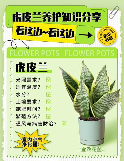 虎皮兰养护全攻略：让你的绿植茁壮成长