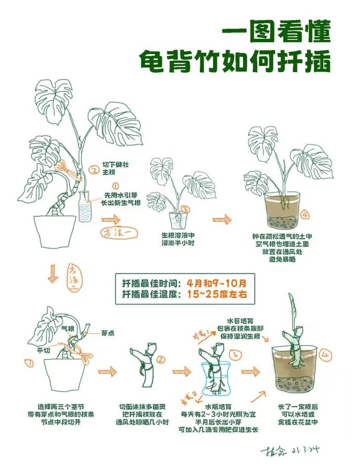 龟背竹的养护全攻略