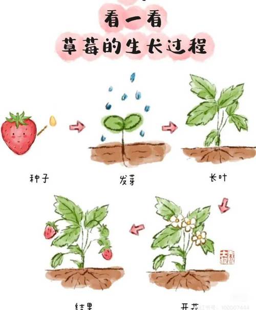 草莓种植：从播种到丰收的甜蜜旅程