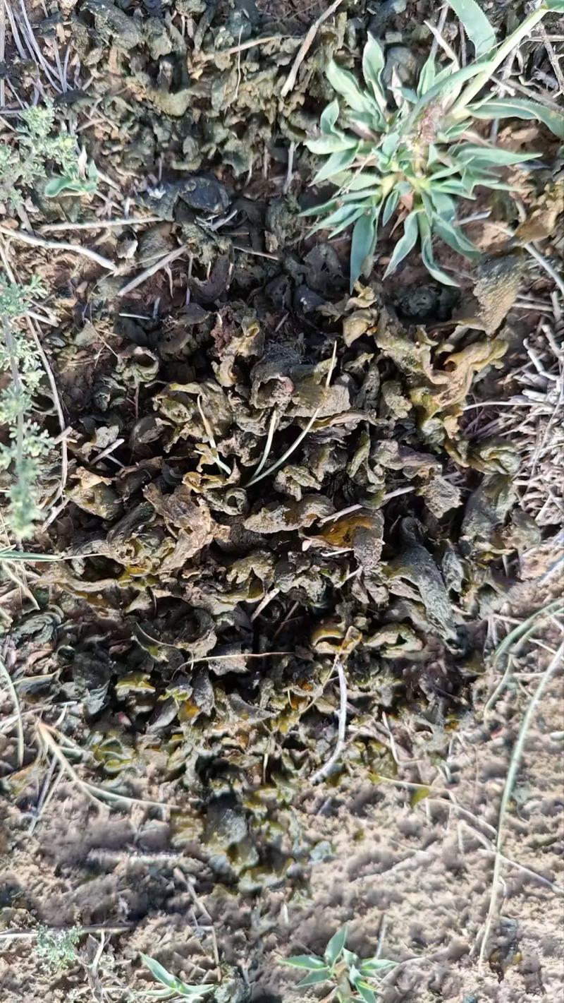 品味地皮菜茶：舌尖上的自然馈赠