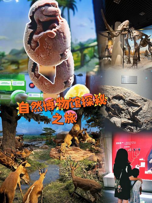 探秘北京自然博物馆：穿越亿万年的奇幻之旅
