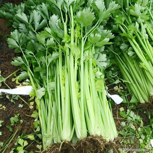 芹菜：餐桌上的绿色宝藏