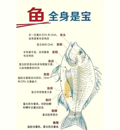 探寻鱼肉的奇妙世界：从营养到文化，从烹饪到健康