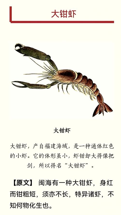详细阅读:虾肉:海洋馈赠的味蕾宝藏 虾肉:海洋馈赠的味蕾宝藏
