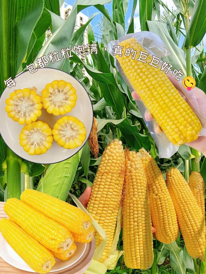 长安糯玉米：田园珍馐，味蕾与心灵的慰藉