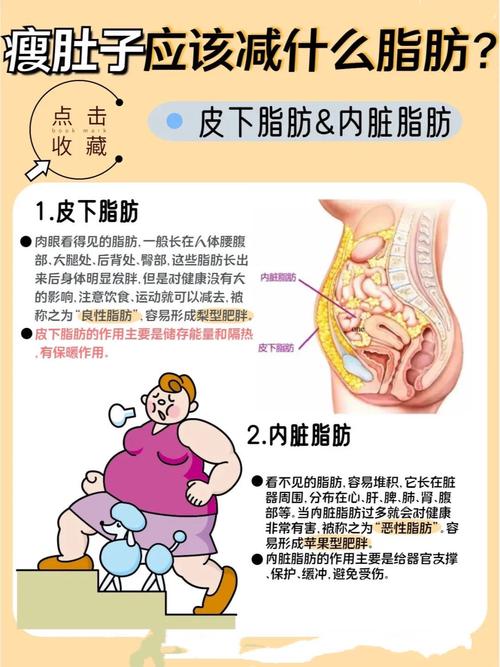 脂肪：人体的“能量宝库”与复杂角色