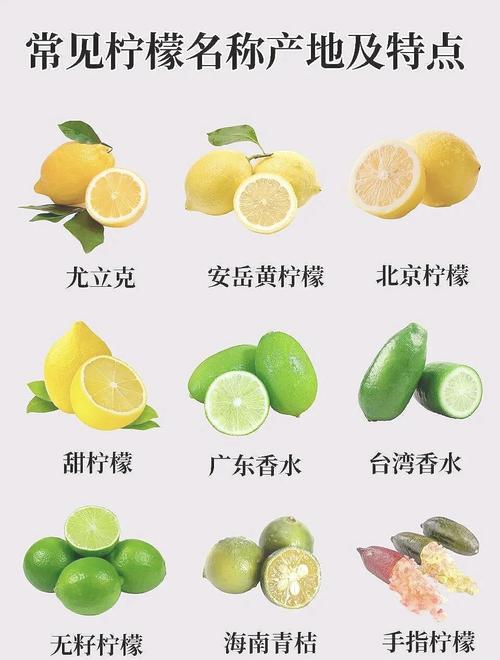 柠檬水的奇妙世界