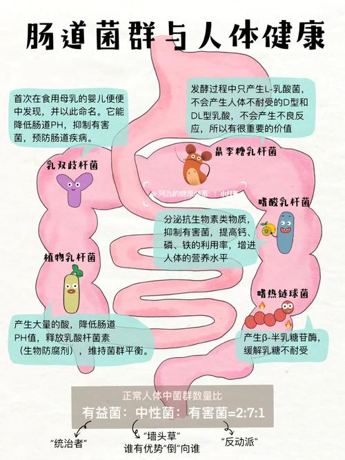益生元：肠道健康的守护者与人体微生态的调节密码