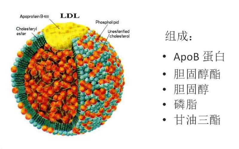 详细阅读:胆固醇:生命的“双面刃”——深入理解其角色与影响 胆固醇:生命的“双面刃”——深入理解其角色与影响