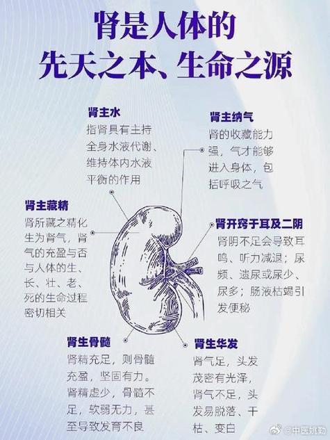 肾功能：生命之源的守护力