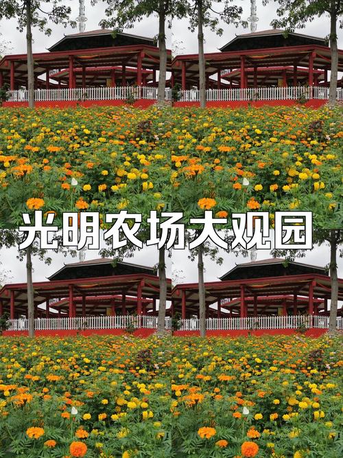 光明农场大观园：都市田园的奇妙画卷