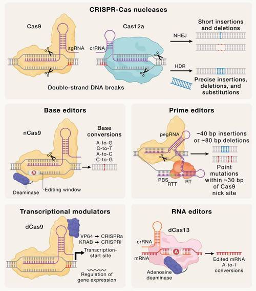详细阅读:CRISPR:基因编辑领域的革命性突破与未来展望 CRISPR:基因编辑领域的革命性突破与未来展望