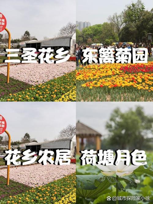 走进三圣花乡：田园诗画中的梦幻之旅