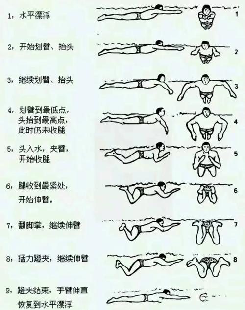 蛙泳的技巧与练习