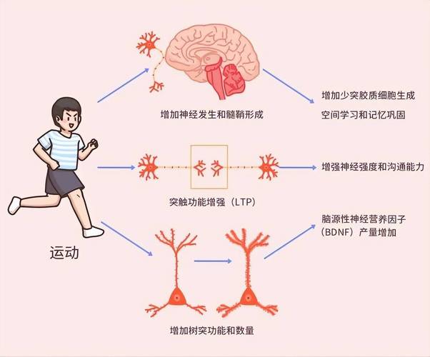 运动与认知能力的关系：探索身心的奇妙连接