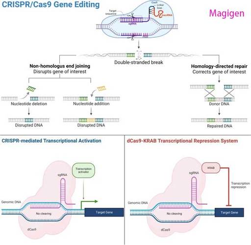 CRISPR-Cas9：基因编辑领域的革命性突破
