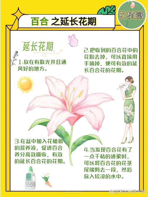 百合种植：从选种到养护的全面指南