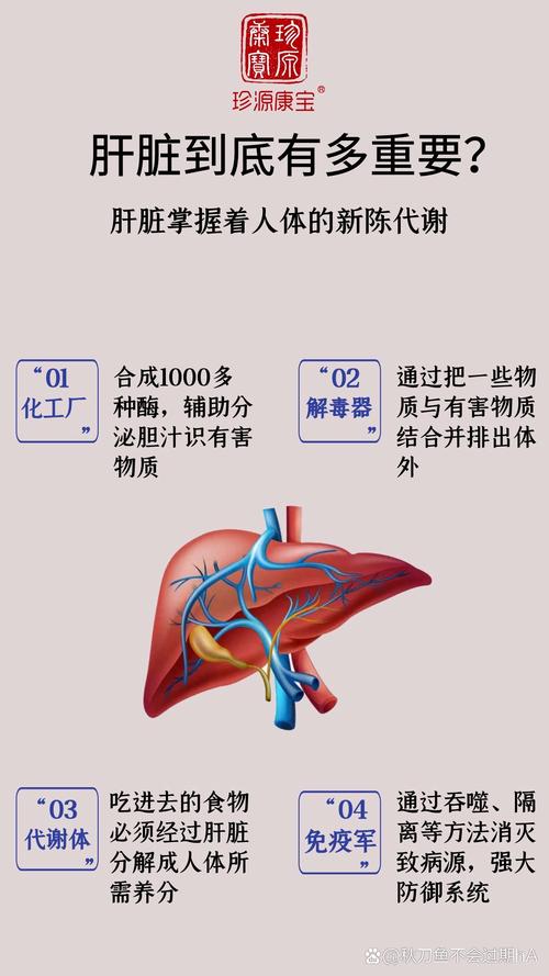 深度解析肝功能：人体健康的“化工厂”