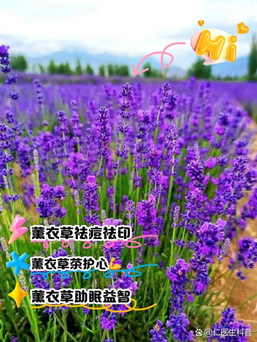 薰衣草：自然之香，产后护理的温柔呵护