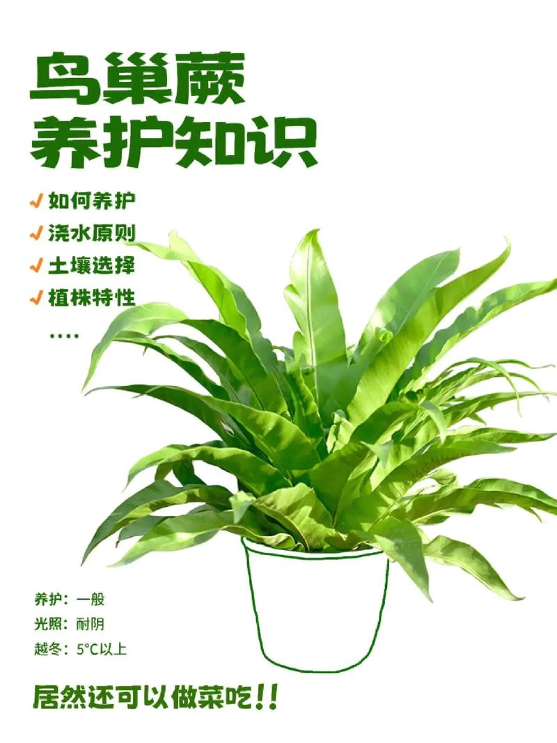 详细阅读:绿植养护难度:探寻绿色生命的呵护之道 绿植养护难度:探寻绿色生命的呵护之道