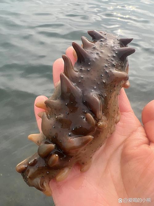 探秘海参末：海洋珍品的奇妙之处