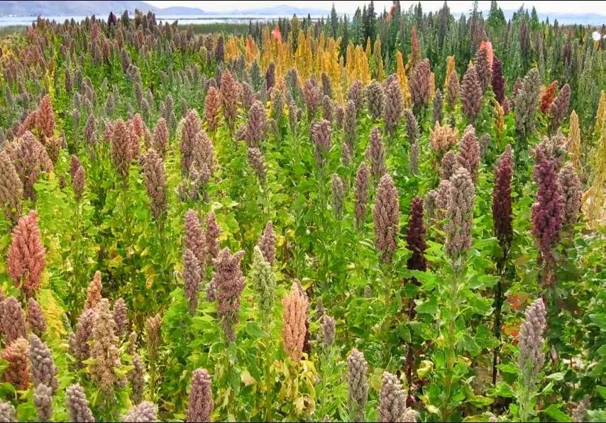 藜麦：古老作物的现代价值与展望