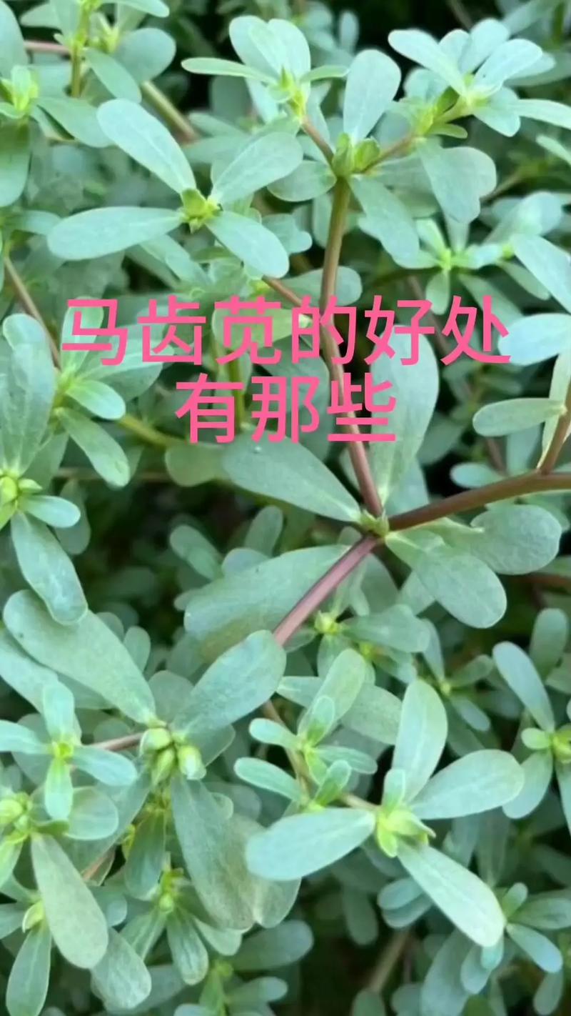 详细阅读:马齿苋末:自然馈赠的神奇瑰宝 马齿苋末:自然馈赠的神奇瑰宝