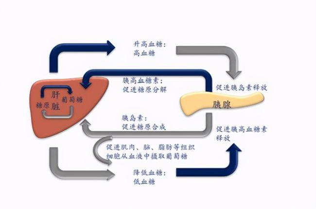 血糖：身体能量的“晴雨表”与健康管理的关键焦点
