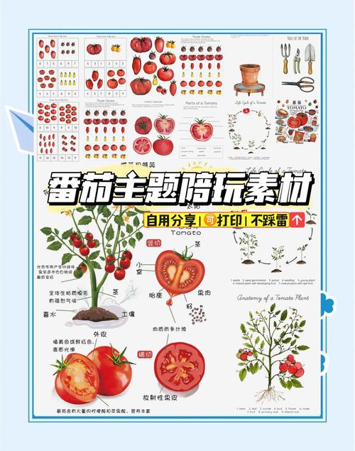 探秘柿子的奇妙世界：从柿子到柿子末的全方位解读