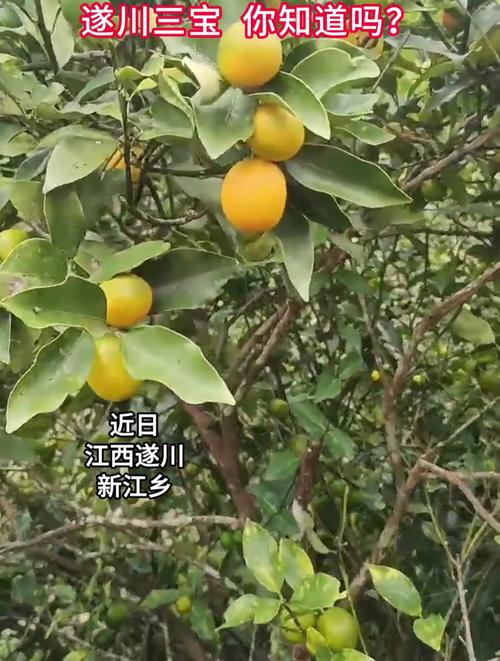 金桔末：从田间到舌尖的酸甜宝藏