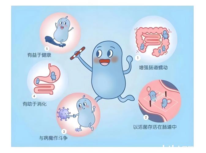孕期补益生菌：开启母婴健康新征程