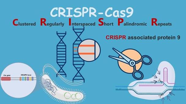 CRISPR：基因编辑的神奇剪刀
