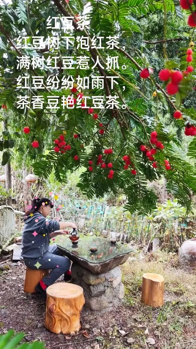红豆茶：品味中的温情与雅韵