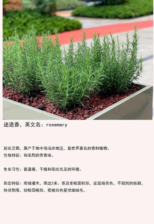 详细阅读:迷迭香茶:芬芳中的健康密码 迷迭香茶:芬芳中的健康密码