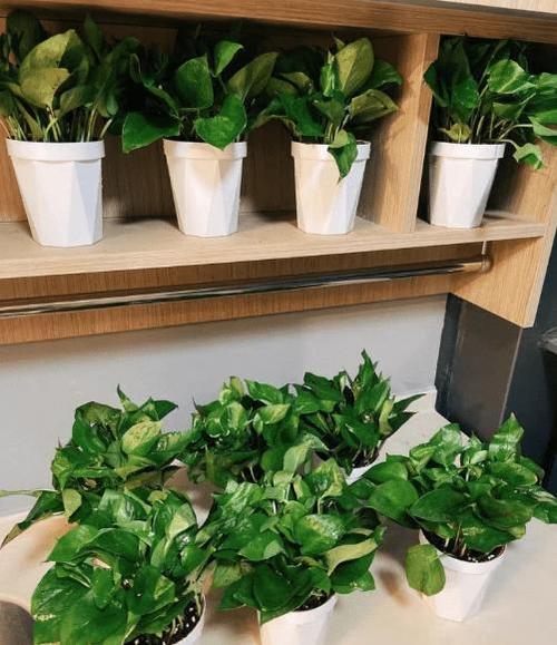 详细阅读:家庭绿植净化空气:打造绿色健康家居环境 家庭绿植净化空气:打造绿色健康家居环境