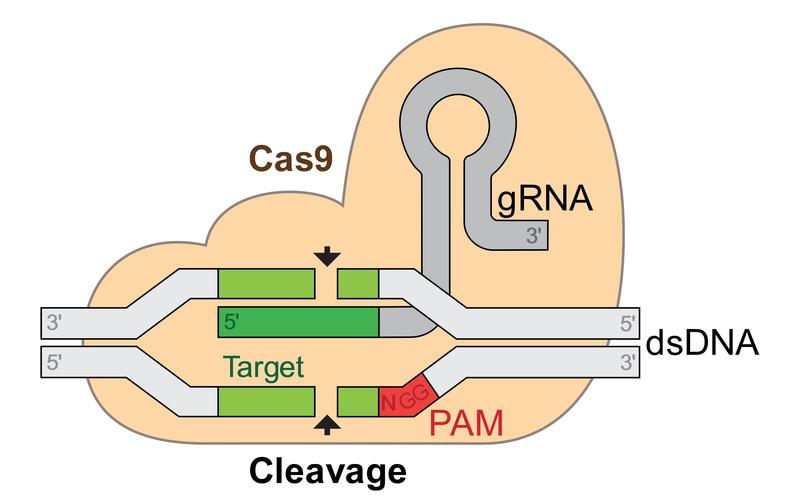 CRISPR-Cas9：基因编辑的“魔法剪刀”