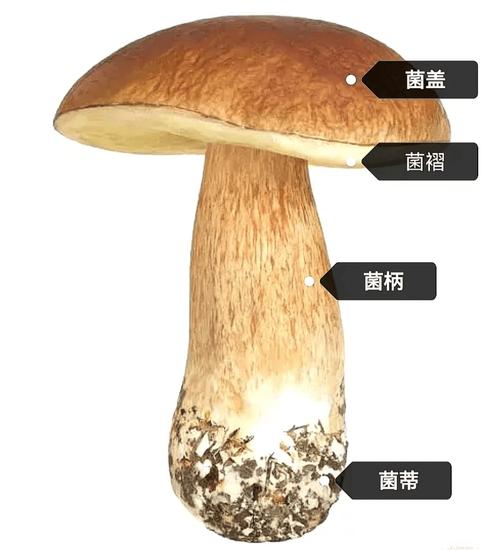 详细阅读:平菇:菌中佳品,舌尖与生活的奇妙馈赠 平菇:菌中佳品,舌尖与生活的奇妙馈赠