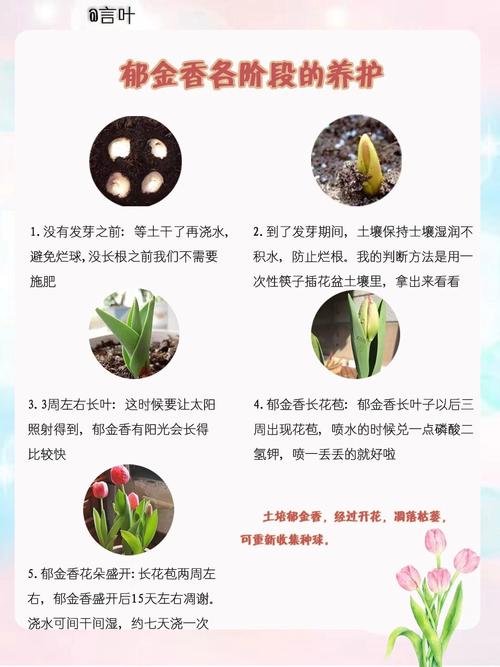 详细阅读:郁金香种植:从选种到养护的全面指南 郁金香种植:从选种到养护的全面指南